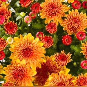 🪲🐞🪲🐞🪲🐞🪲🐞